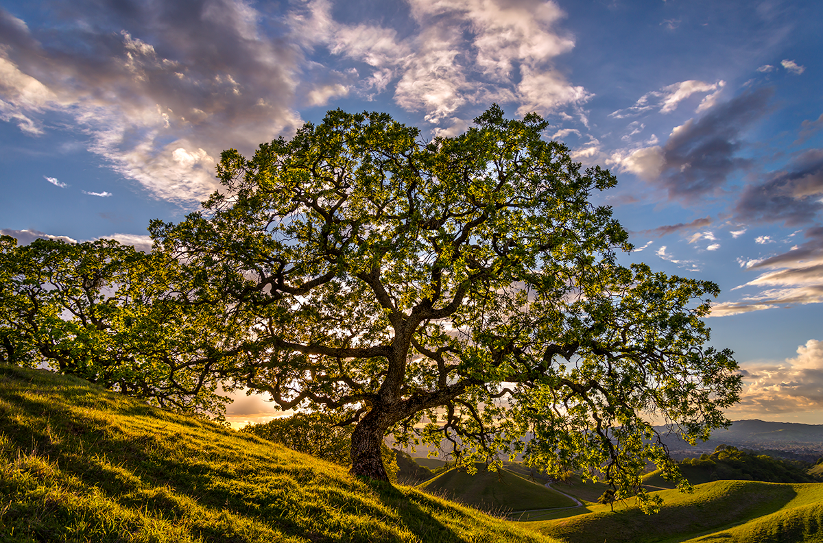 Oak at Shell Ridge (Stephen Joseph)