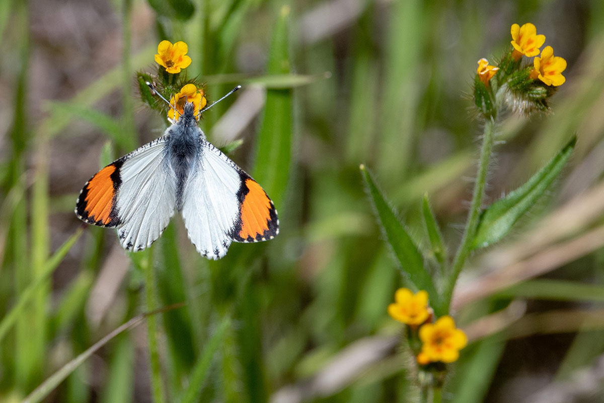 Butterfly on fiddleneck in Mitchell Canyon