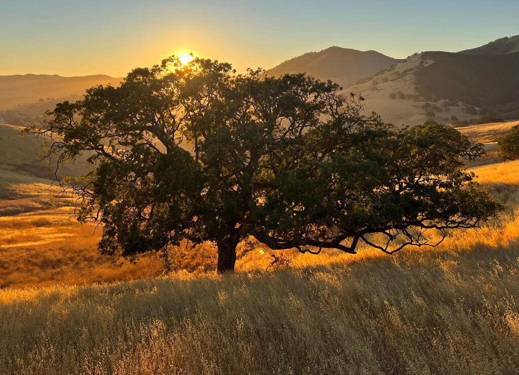 8 Great Places to Hike at Sunrise and Sunset in the East Bay - Save ...