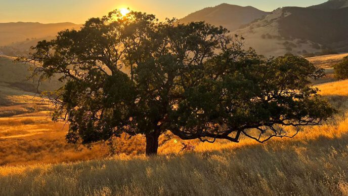 Lime Ridge Open Space at sunrise