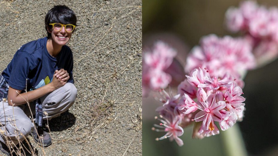 Denise Castro and Mount Diablo buckwheat