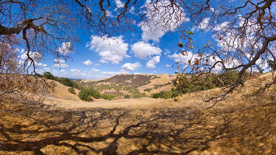 view of golden hills observed through at tree