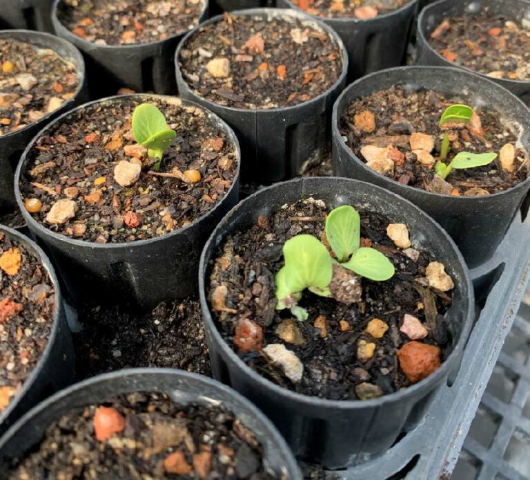 Feast Your Eyes on Bay Area Native Plants and Wildlife Habitat