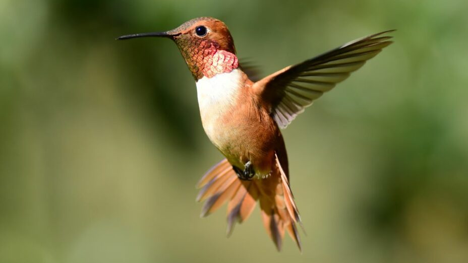 rufous hummingbird in flight