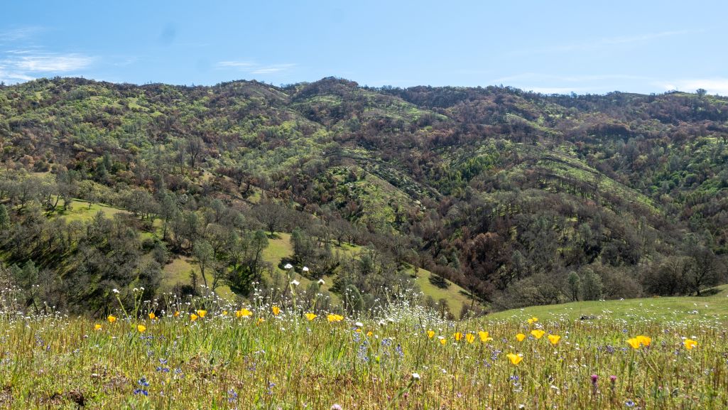 Northern California Henry W. Coe State ParkTitle