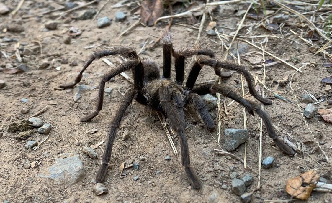 Cleaning the Coast, Removing Pepperweed, and Looking for Tarantulas ...