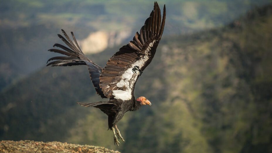 California condor in flight