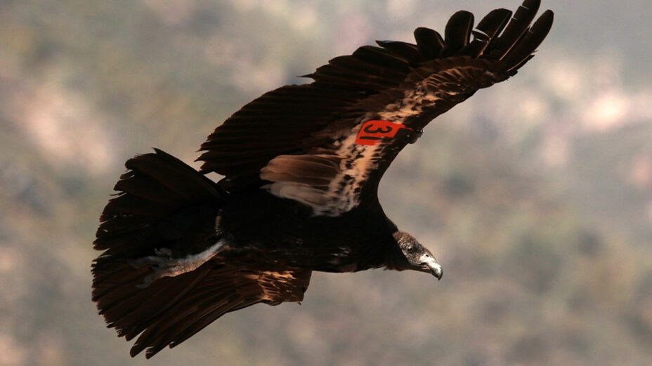 California condor in flight