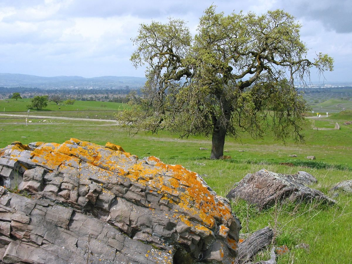 Oak and rock with lichen at the former Concord Naval Weapons Station