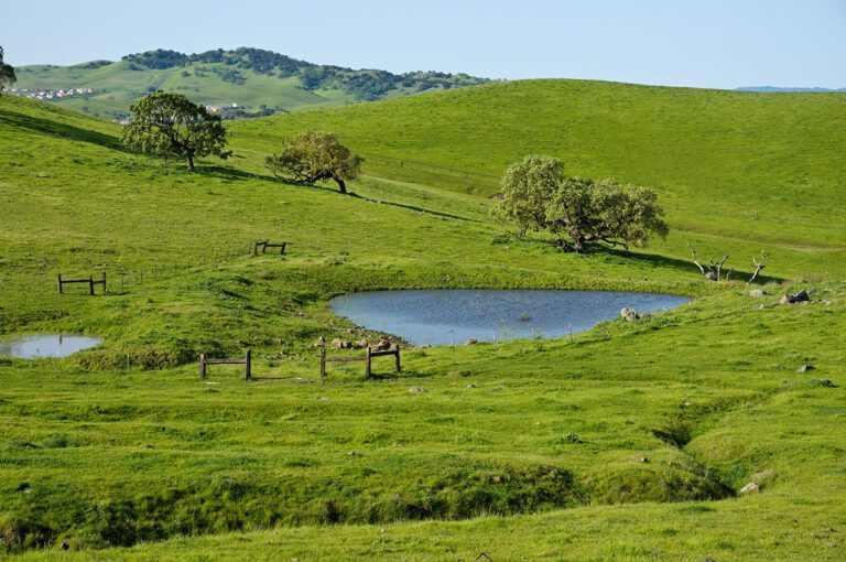 Oaks and pond at the former Concord Naval Weapons Station