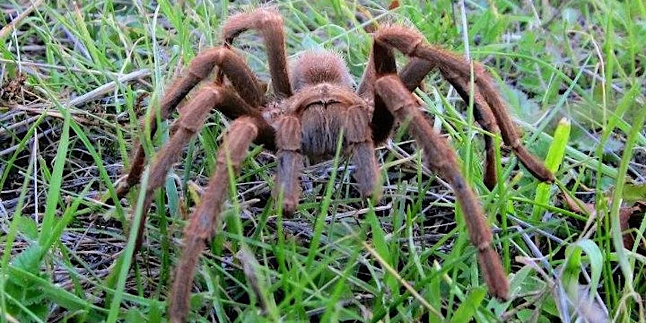 tarantula in mount diablo