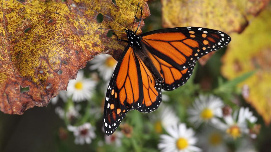 Monarch butterfly