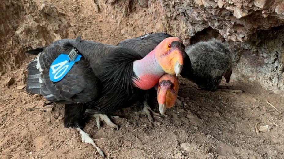 Condor pair in Pinnacles National Park