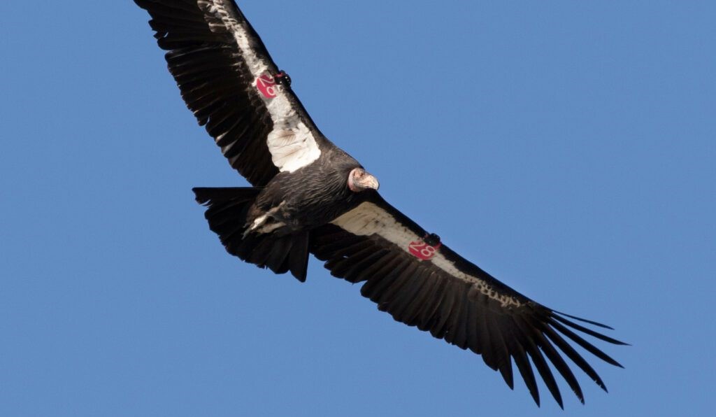 Tracking Condors through the Diablo Range - Save Mount Diablo