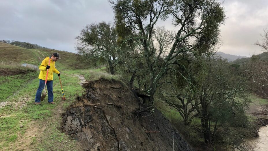 erosion causing blue oak to hang over ledge at Anderson Ranch