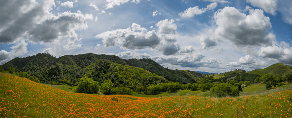 21 Beautiful Native Wildflowers of Mount Diablo and Where to Find Them ...