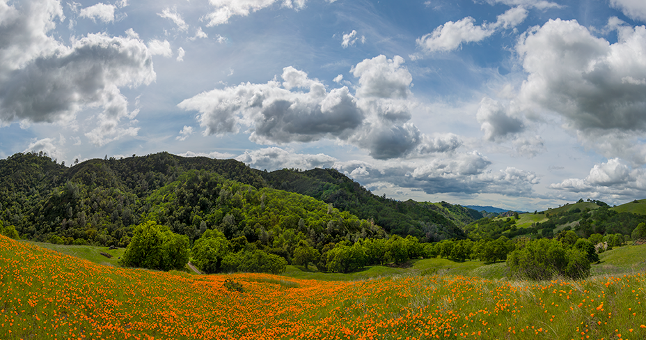 Poppies in Pine Canyon