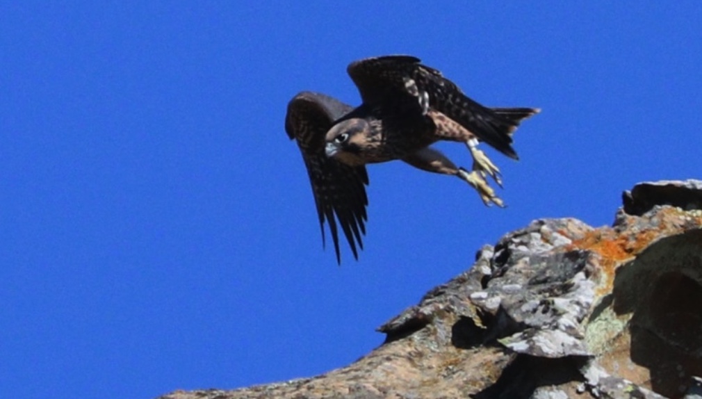 A juvenile peregrine takes flight