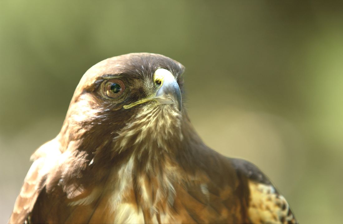 red-tailed hawk