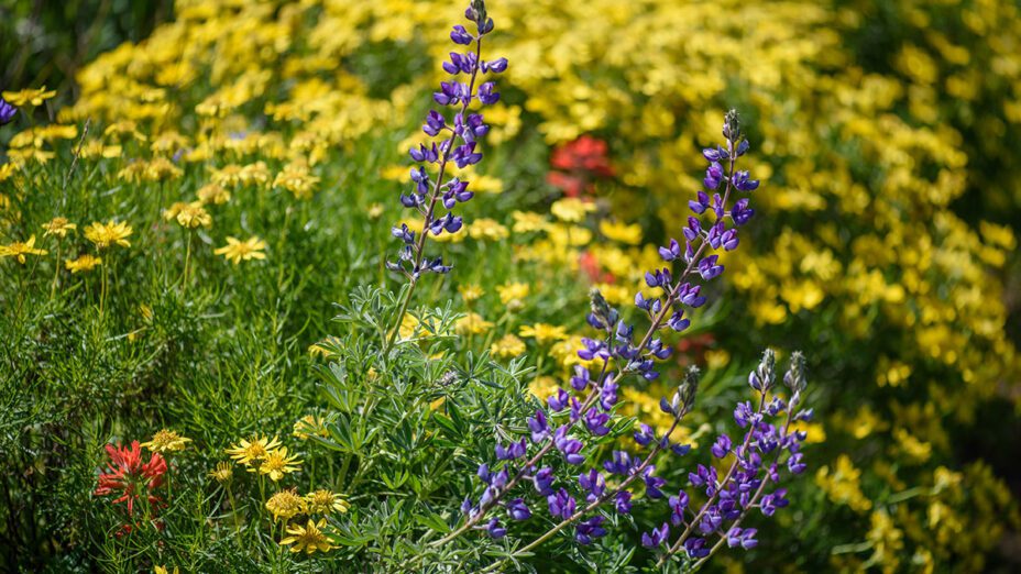 Wildflowers in Perkins Canyon