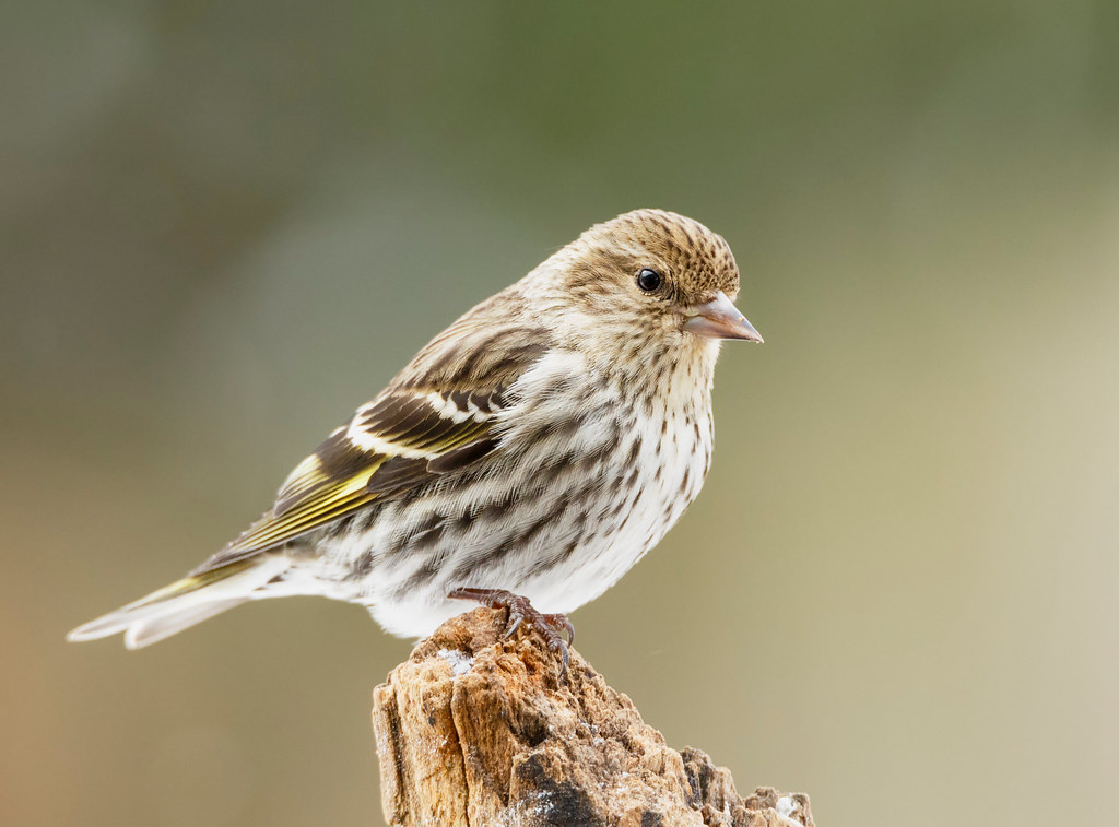 pine siskin perched on a piece of wook