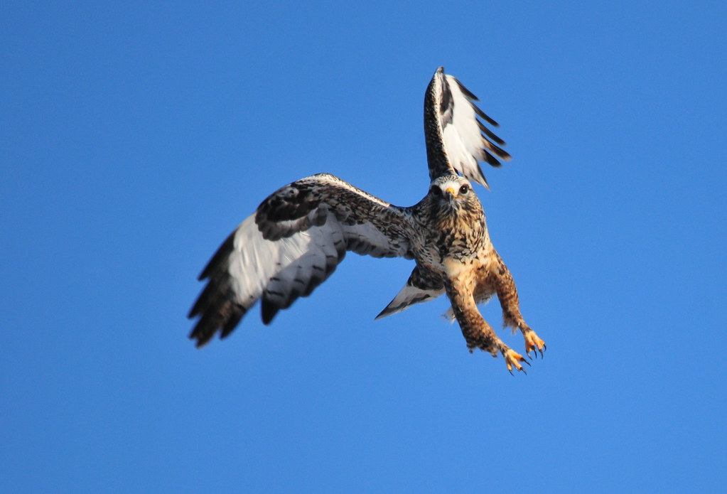 rough legged hawk in flight