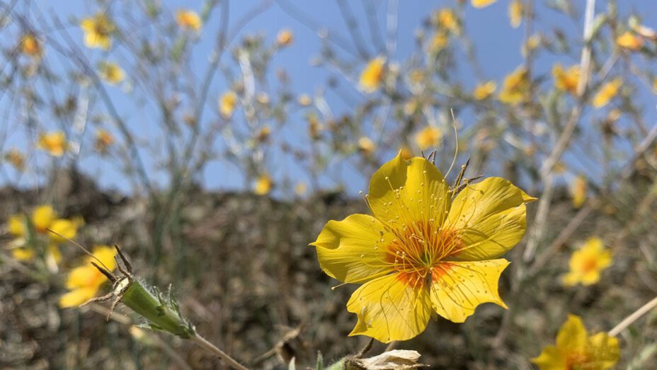 Wildflowers in Del Puerto Canyon