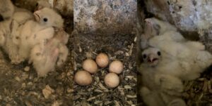 kestrel chicks and eggs in nest boxes