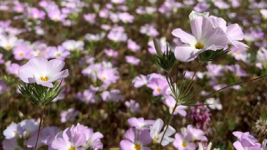 Large flowered leptosiphon (Leptosiphongrandiflorus) at Henry Coe State Park.