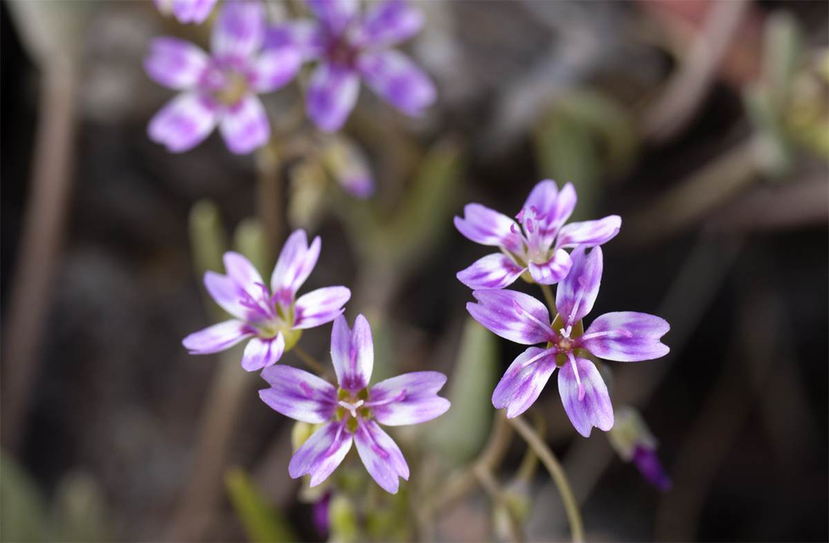 Several Gypsum Springbeauty, Claytonia gypsophiloides flowers are shown in bloom with soft purple tones.