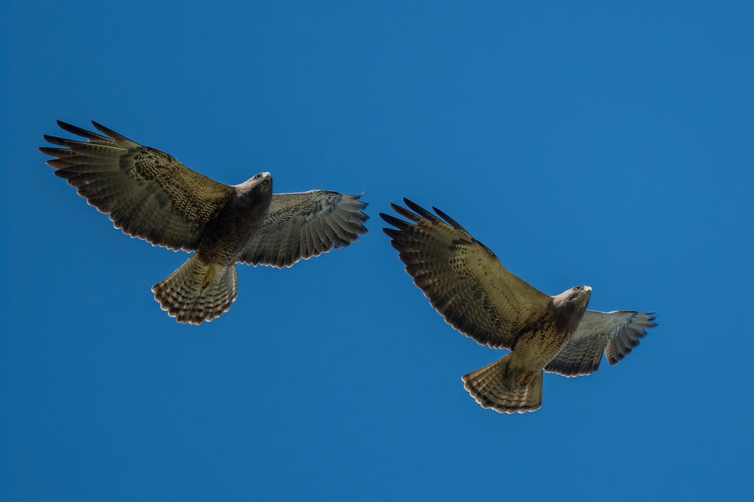 Swainson's hawks