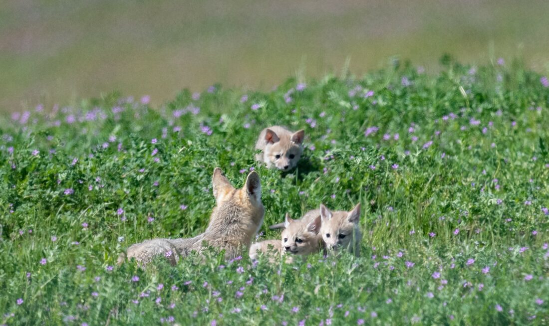 San Joaquin Kit Fox