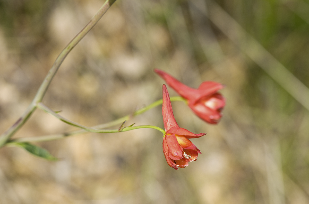 An image of a Red Larkspur (Delphinium nudicaule) with two blooming red and orange flowers.