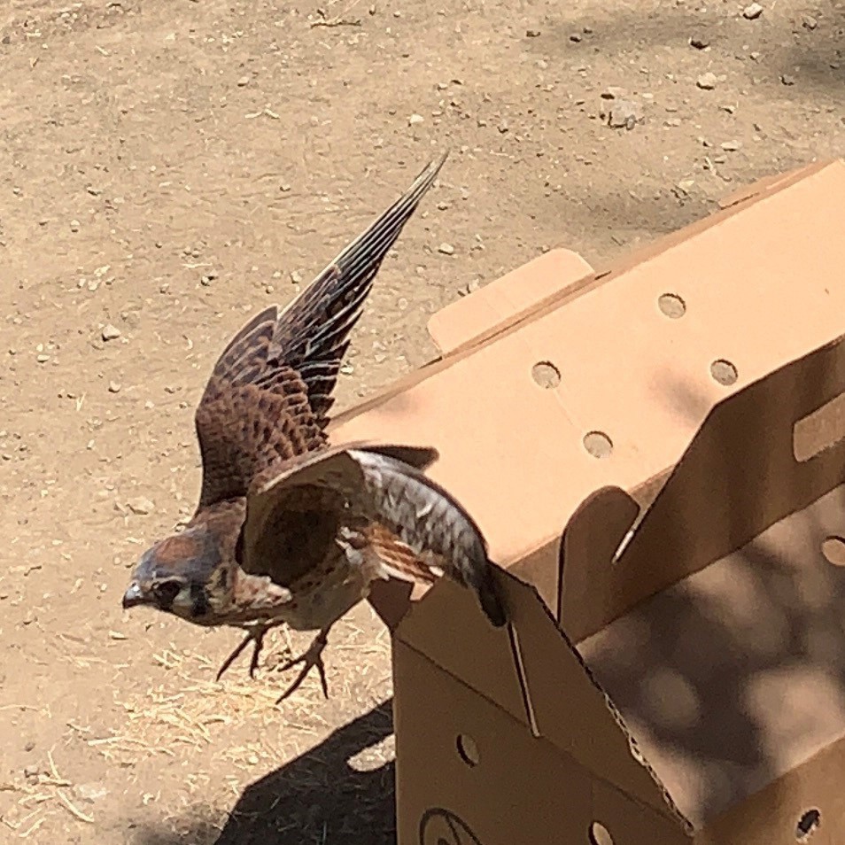 Save Mount Diablo S Annual Report 2022 2023 Save Mount Diablo   Kestrel Release 2022 06 30 Mary Nagle 1 5 