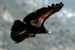 flying California condor