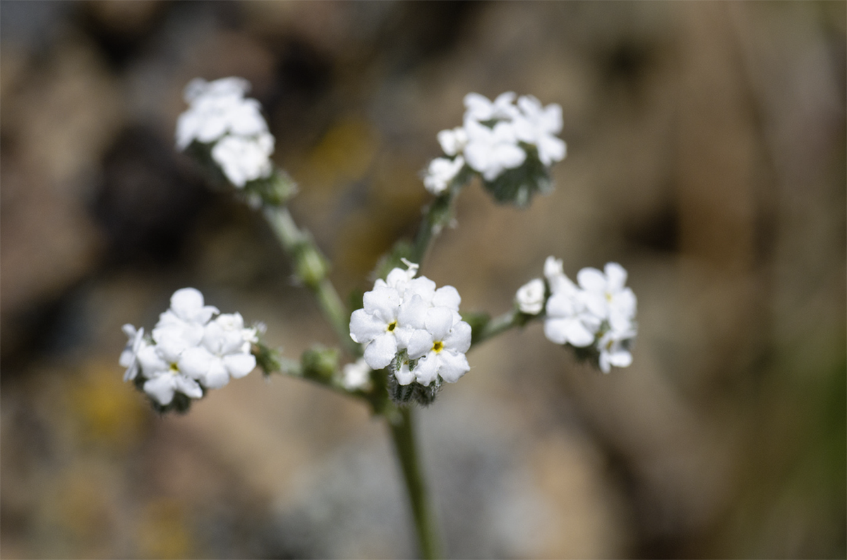 An inflorescence of Plagiobothrys nothofulvus, or White Popcorn Flower looks just as its name describes.
