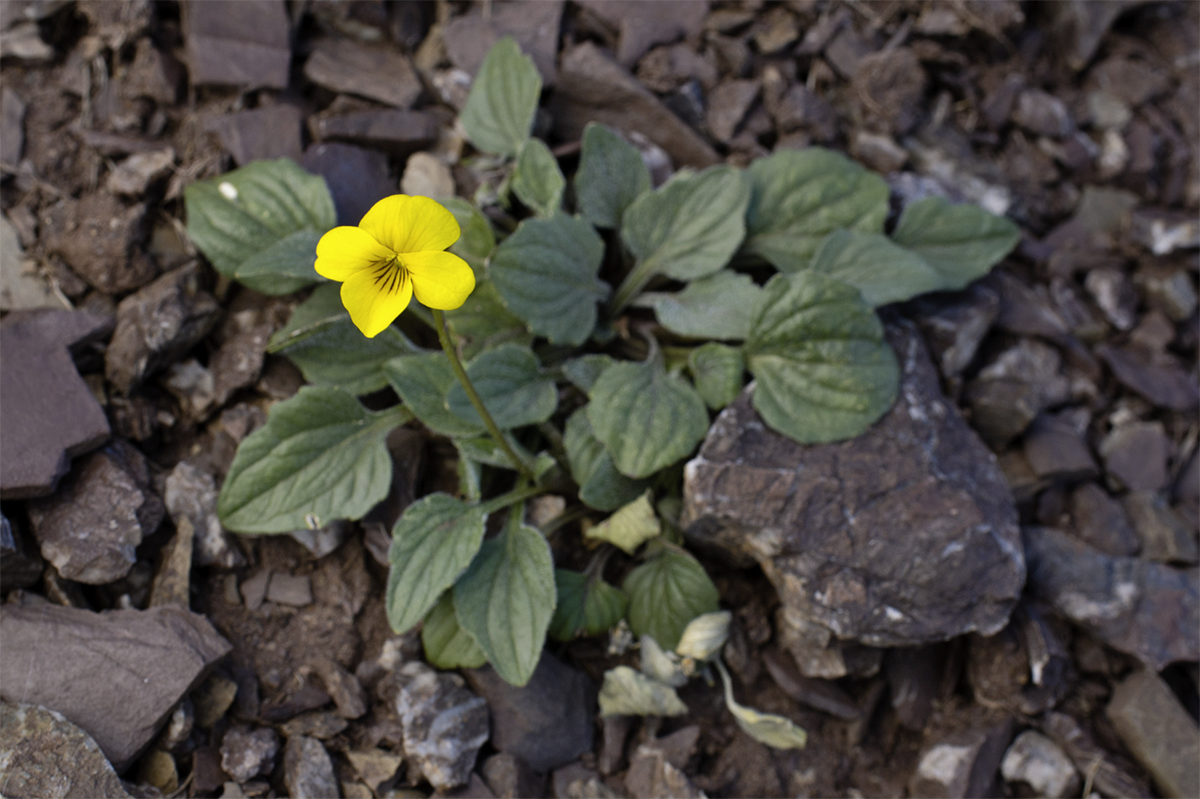 A photo of a Johnny Jump Up (Viola pedunculata) growing from a rocky outcrop.