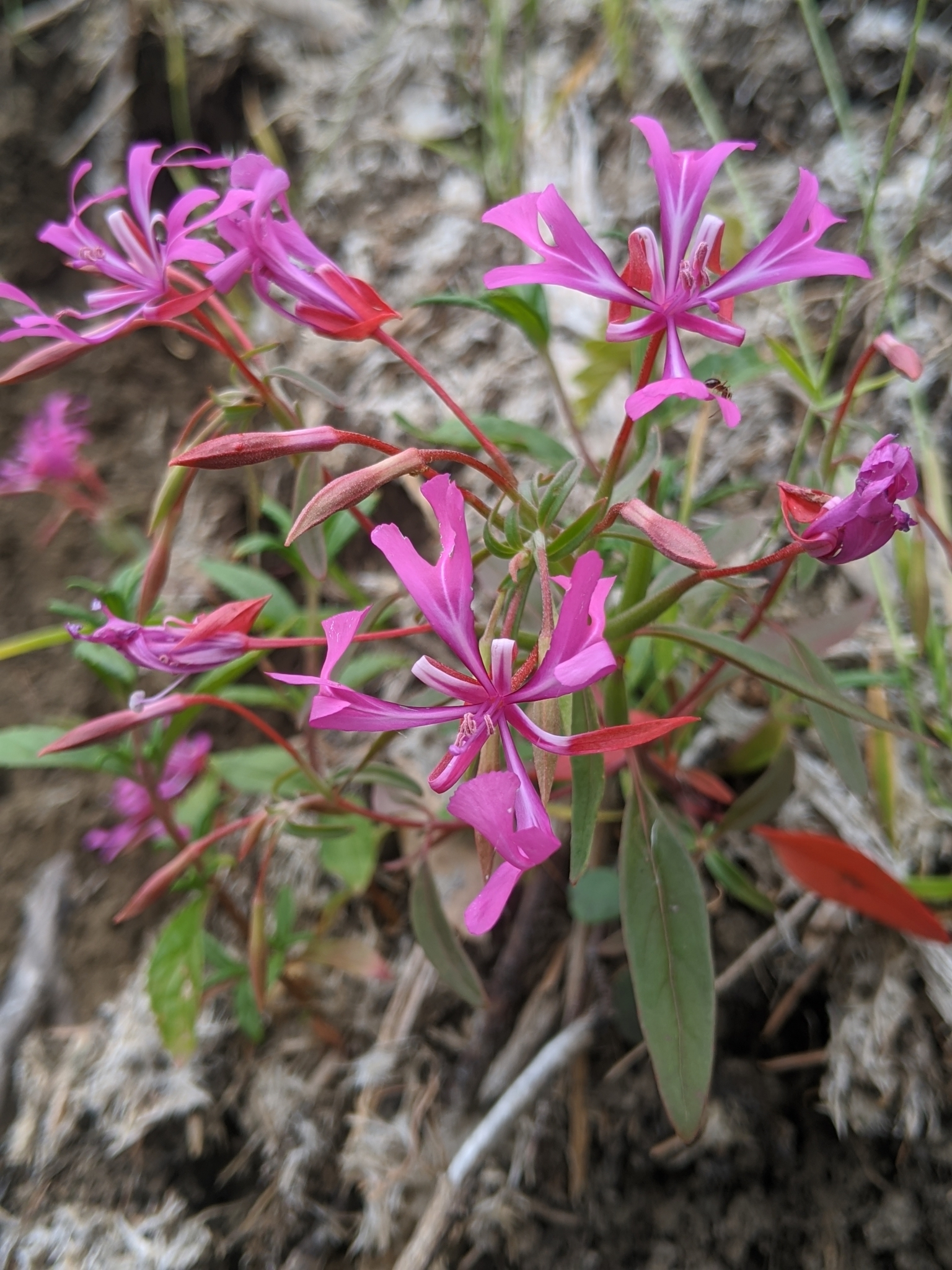 An image of Red Ribbons, Clarkia concinna, showing off the vibrant and showy magenta flowers.