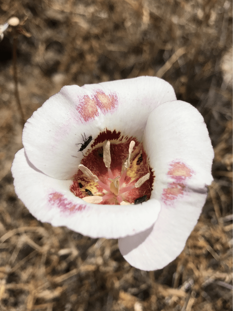 A Butterfly Mariposa Lily (Calochortus venustus) in a showy white bloom harboring a small insect.
