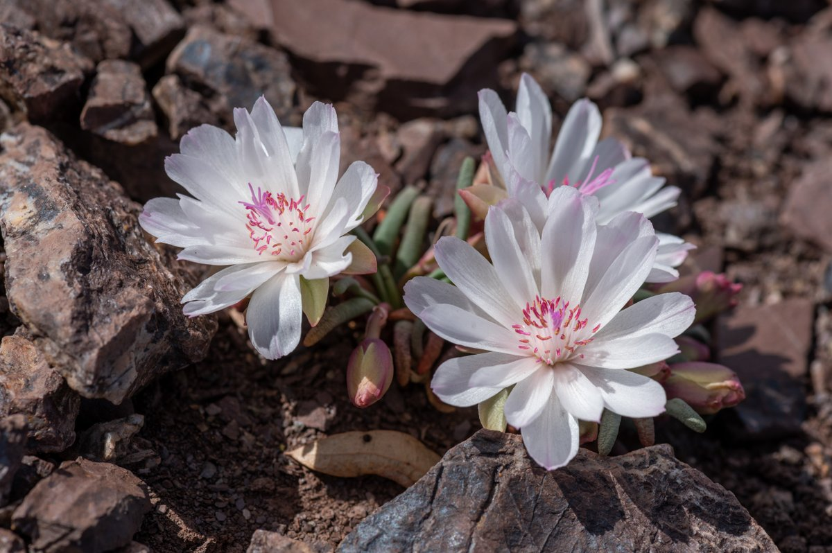Three flowers of the Bitterroot, Lewisia rediviva in full bloom poking out of a rocky soil.