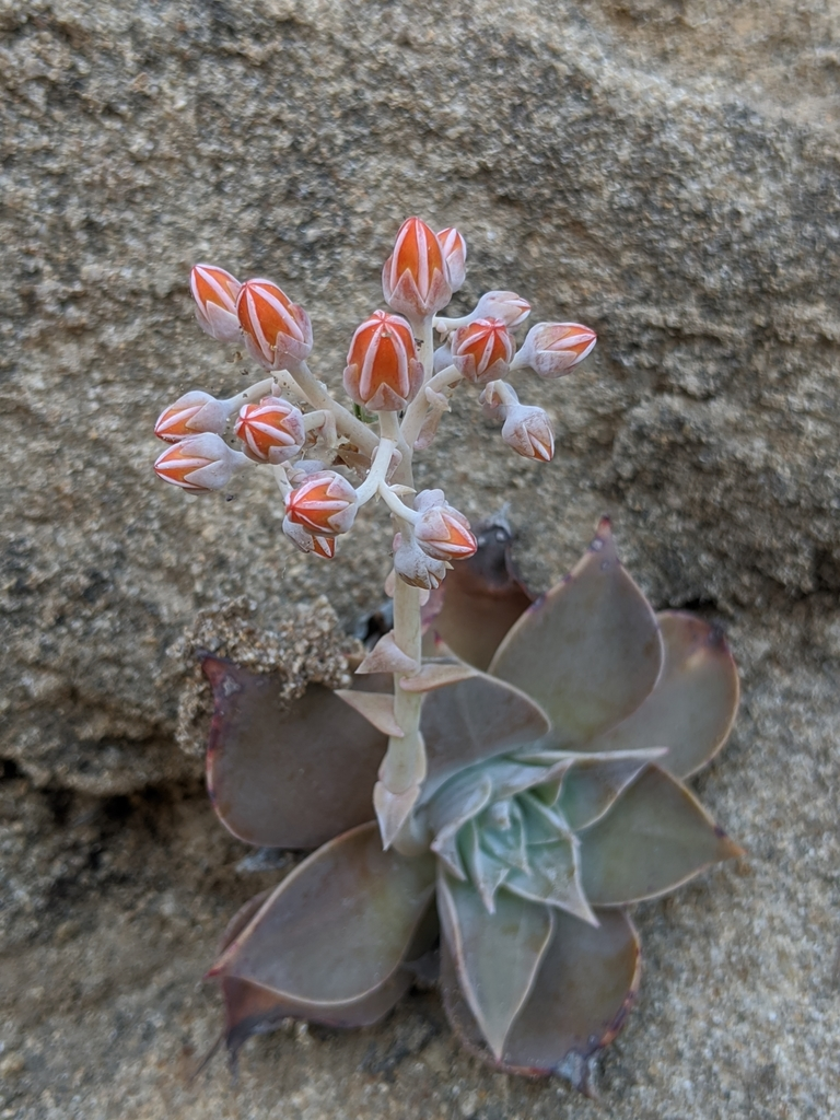 A budding Canyon Liveforever (Dudleya cymosa) grows out of a rock.