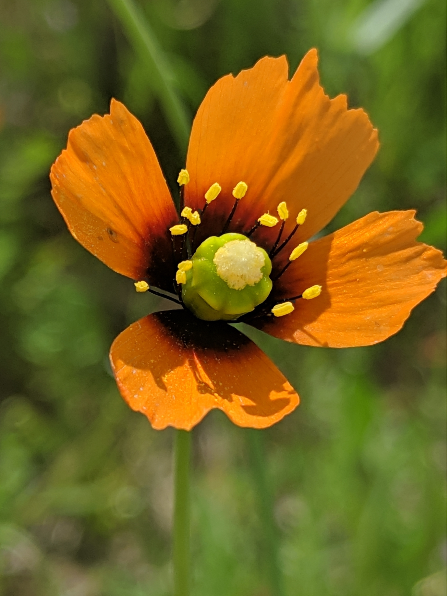 Wind Poppy, Papaver heterophyllum showing off its bright orange and yellow bloom.