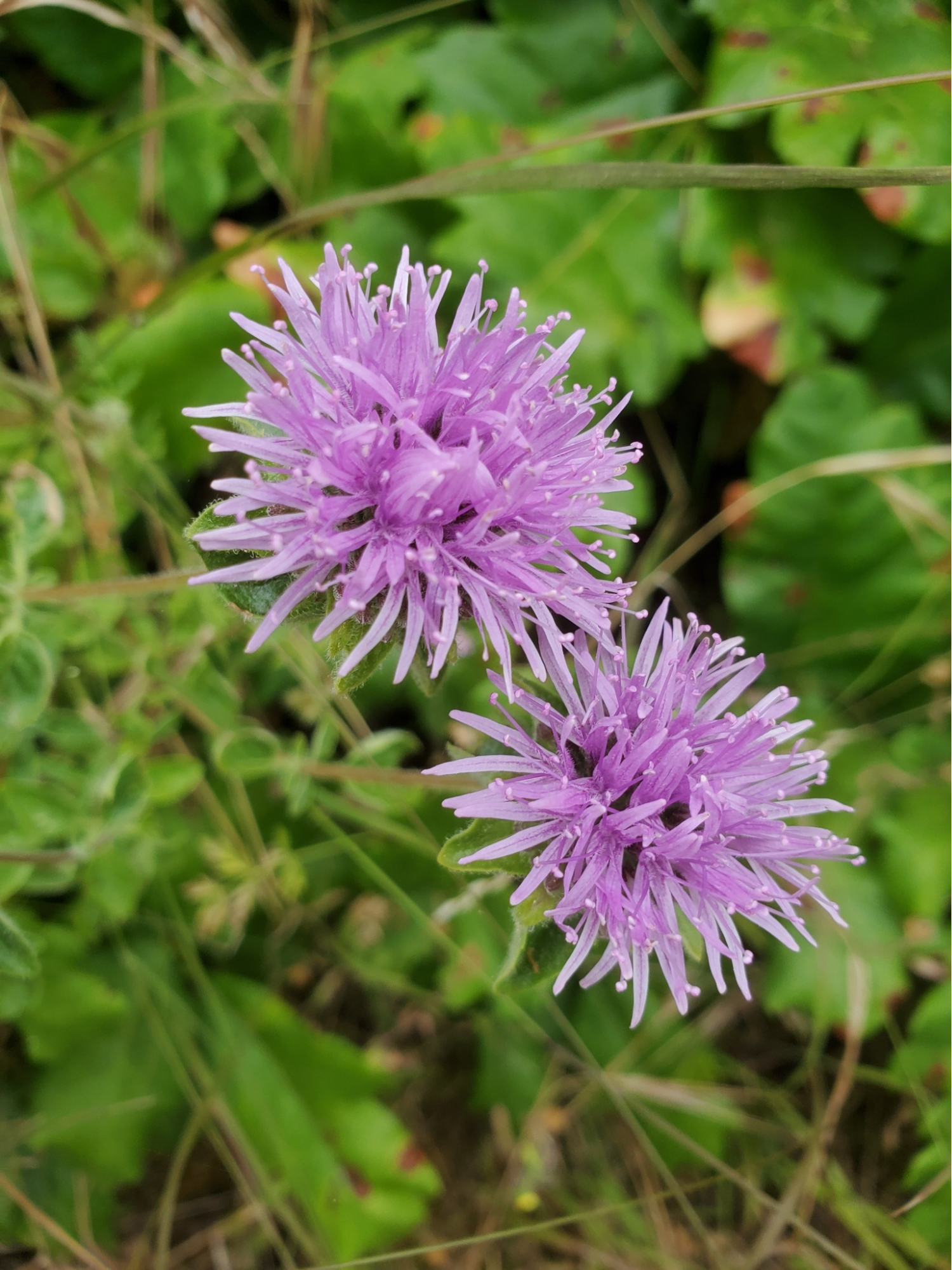 A photo of Coyote Mint, Monardella villosa showing off two of its lilac colored, firework shaped inflorescences.