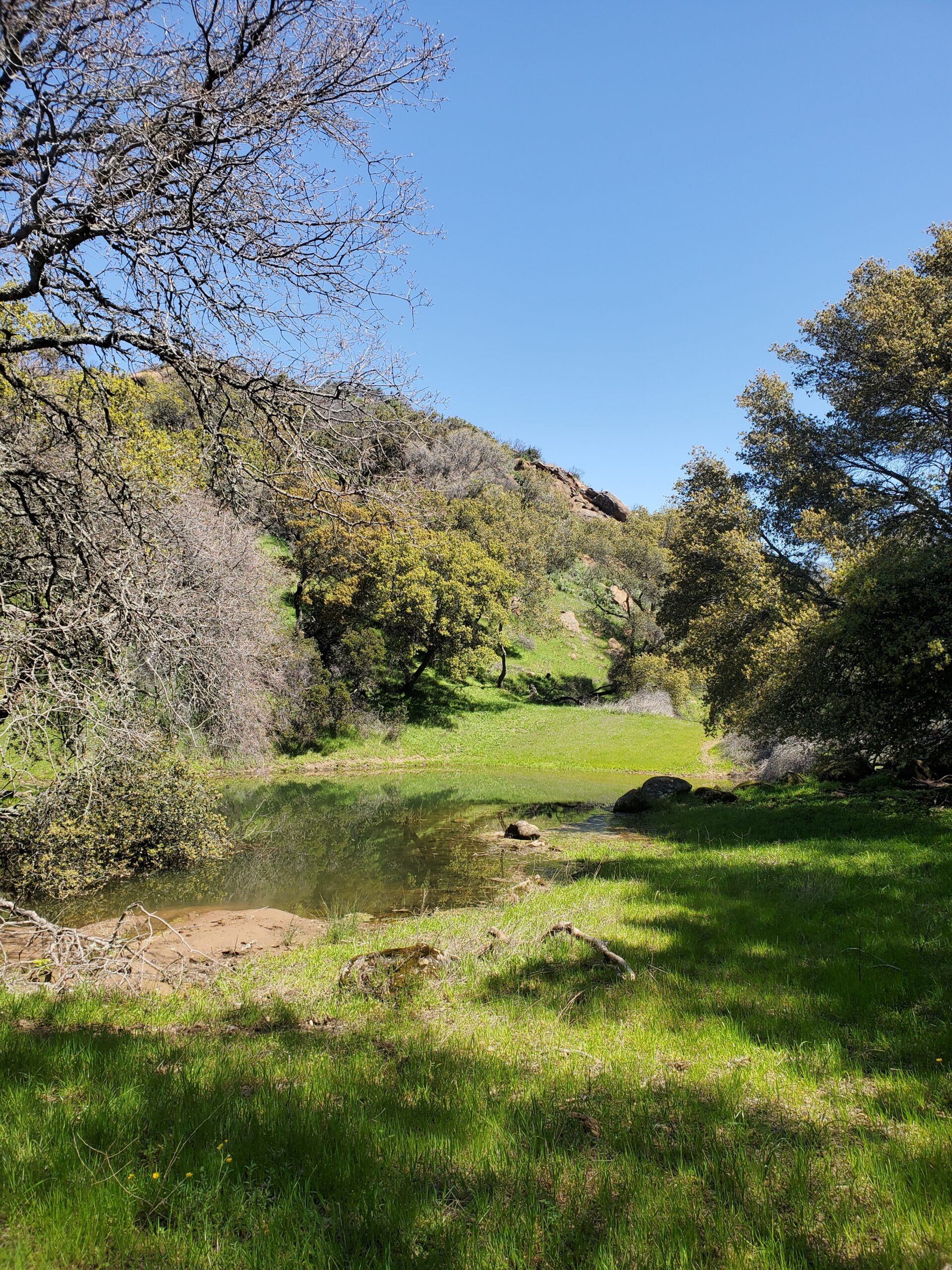 A pond in Morgan Territory Regional Preserve