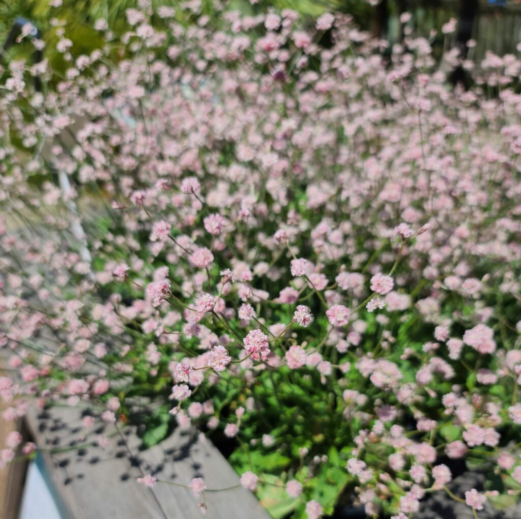 A close up of the a small cultivated population blooms in the UCBG buckwheat with its light pink and red flowers