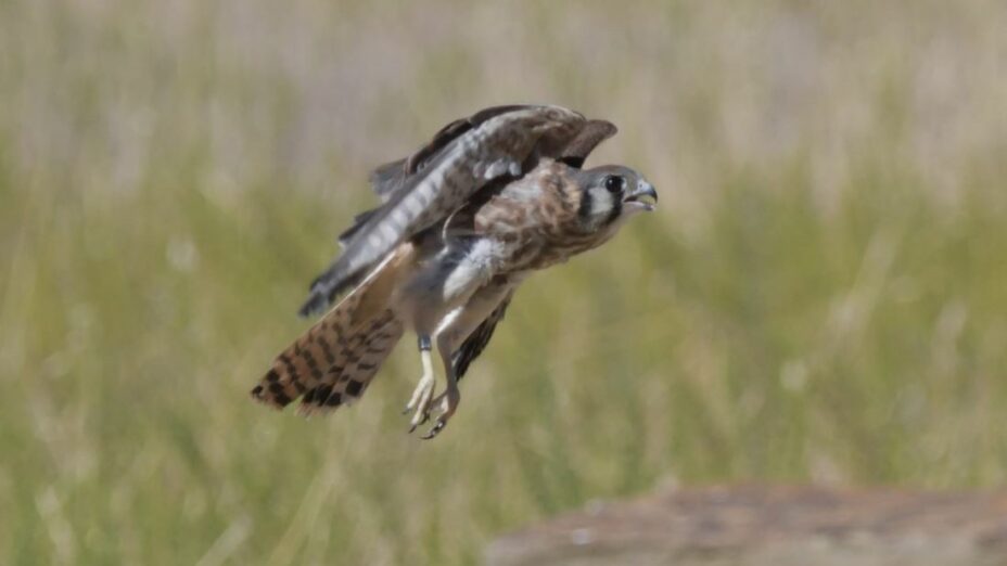 kestrel fledgling takes flight