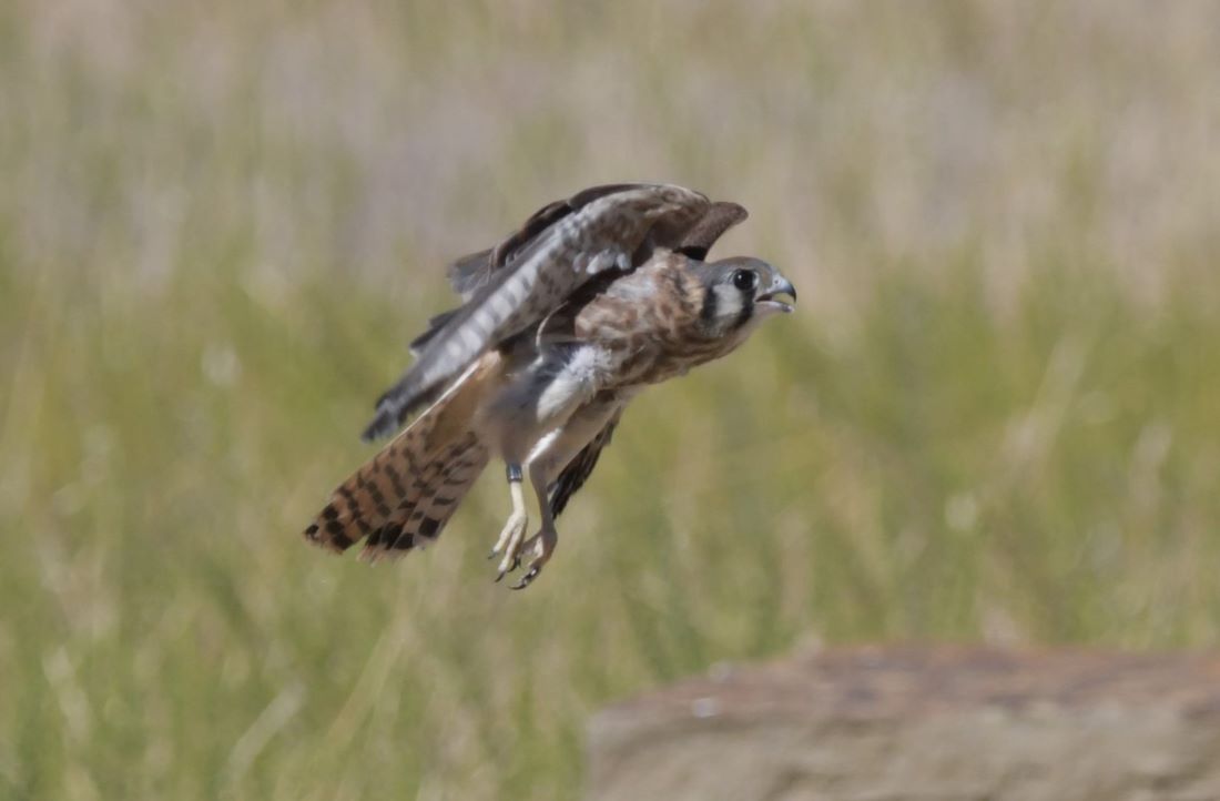 kestrel fledgling takes flight