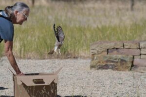 kestrel fledgling is released from a box at curry canyon ranch 