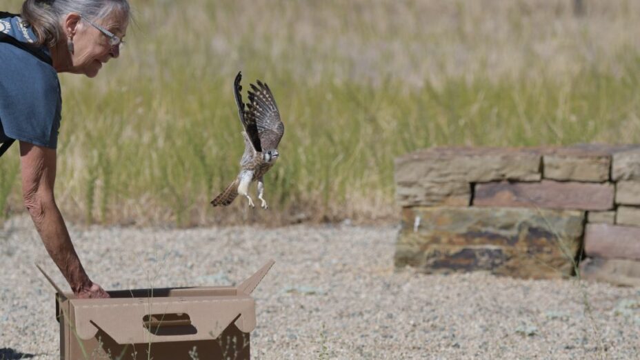 kestrel fledgling is released from a box at curry canyon ranch