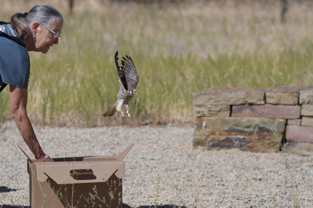 Supporting Mount Diablo's Kestrel Population - Save Mount Diablo